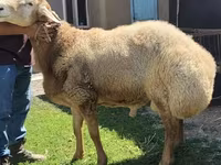 Beran, Arashan sheep — foto 3