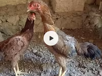 Chickens — 3. fotó