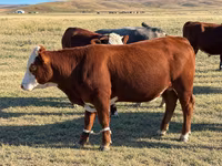 گاو نر, گاو سفیدسر قزاقستانی — عکس 1