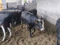Toro, Karaku — foto 6