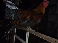 Chickens — акс 3