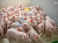 Scroafă, Porci — foto 3