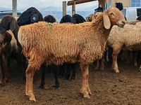 ცხვარი, Arashan sheep — ფოტო 1