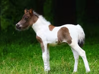 Ngựa (lô, chưa xác định giới tính), Shetland Pony — ảnh 1
