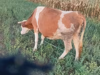 گاو ماده, گاو کستای — عکس 4