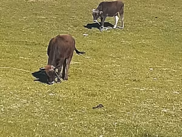 Cow, Cattle — Kyrgyzstan