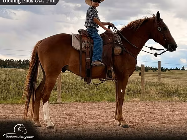 Aygır, Quarter Horse