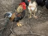 Chickens — foto 5