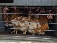 Chickens — 사진 2