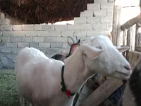 雌ヤギ, Alpine goat — 写真 3