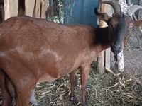 بز ماده, Alpine goat — عکس 3