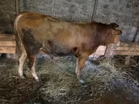 Skot (série, pohlaví neuvedeno), Skot — foto 1