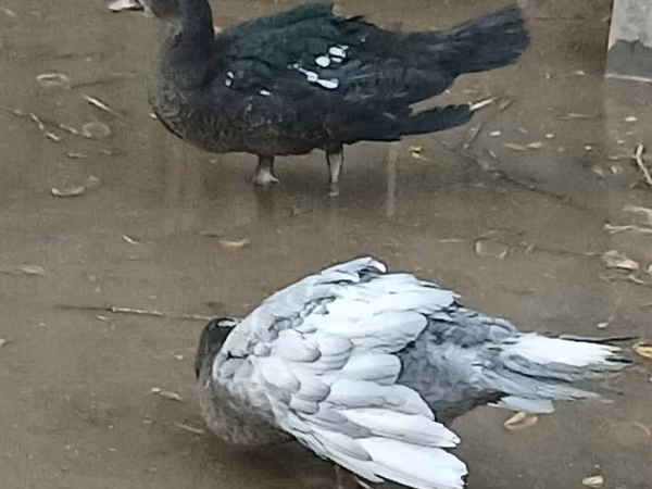 Muscovy domestica