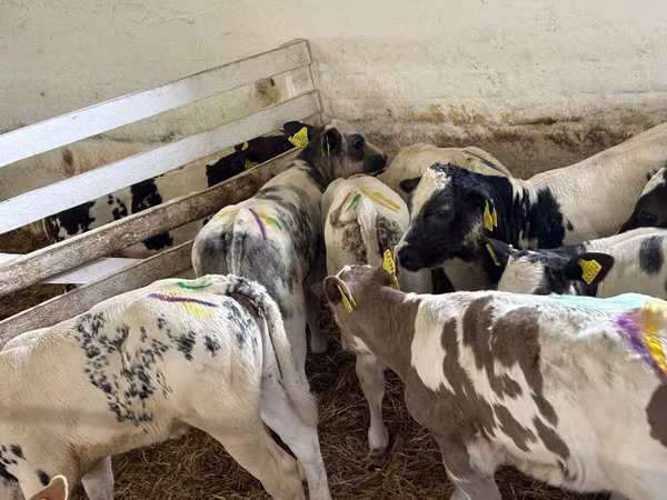 የከብት እንስሳት (ቡድን፣ ጾታ አልተጠቀሰም), Simmental cattle