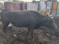 گاو ماده, Simmental cattle — عکس 4