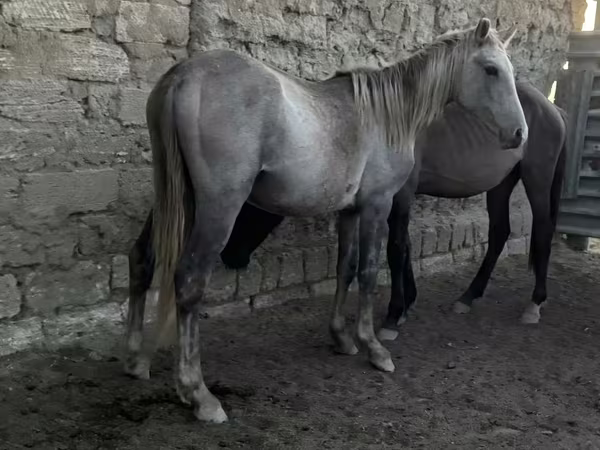Kobila, Коњи