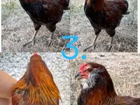 Araucana — Foto 3