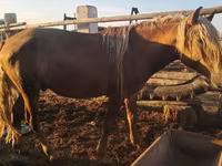 Адуу, Horse breed — 3 зураг
