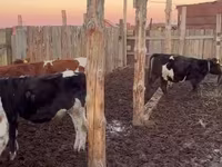 گاو ماده, Simmental cattle — عکس 2