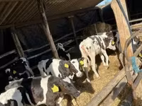 سانڈ, Russian Black pied cattle — تصویر 3