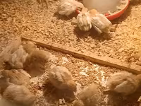 Chickens — รูปภาพ 2