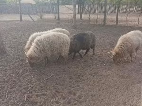 Vædder, Racka sheep