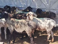 Wad, Sheep — sawirka 1