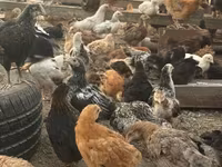 Chickens — picha 2