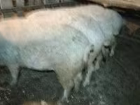 سؤر, Мангалица — تصویر 1