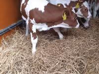 Dibi, Simmental cattle — sawirka 1