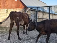 Koe, Simmental cattle — foto 7