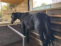اسب نر, اسب — عکس 2