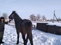 Pastuv, Arabian horse — fotografija 2