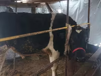 Bò đực, Gia súc — ảnh 3