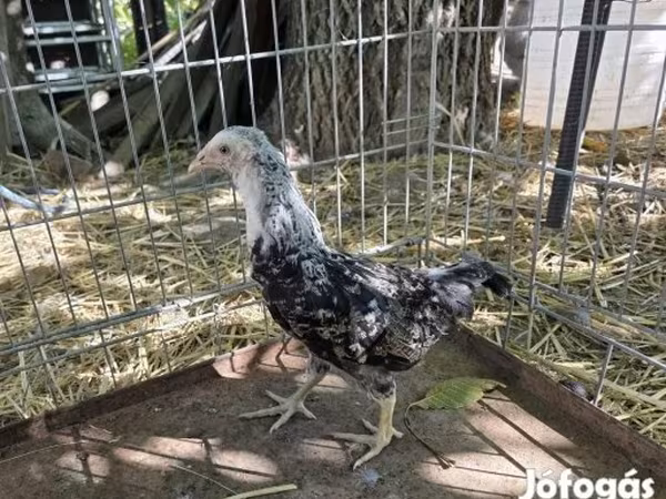 Araucana