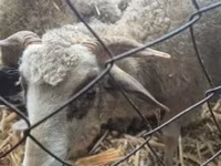 Schafe (Partie, Geschlecht nicht angegeben), Schafe — Foto 3