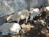 قوچ, Tsigai sheep — عکس 1