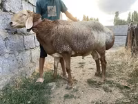 Beran, Arashan sheep — foto 4