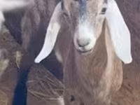 Ged, Nubian Goat — foto 3