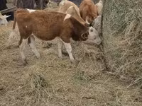 Toro, Simmental cattle — foto 5