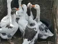 Geese — zdjęcie 2