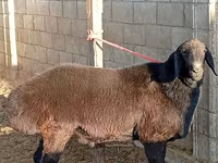 Beran, Arashan sheep — foto 5