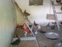 Chickens — عکس 3