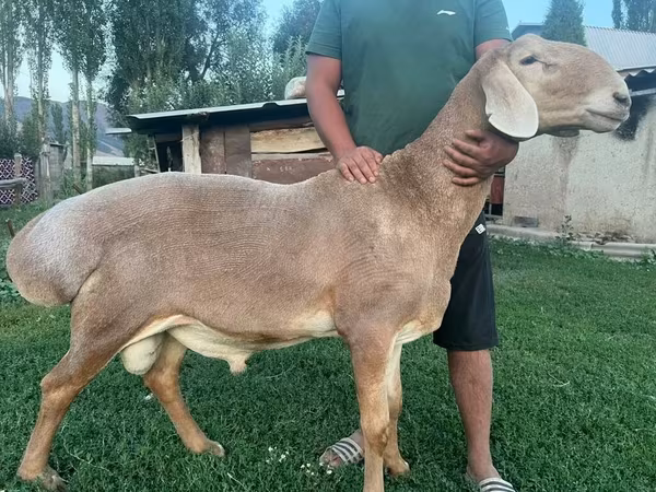 Ram, Arashan sheep — Kyrgyzstan