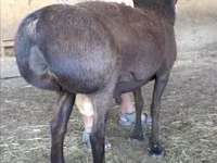 የጎትት አውራ በግ, Sheep — ፎቶ 1