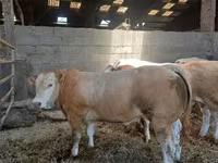 Bull, Blonde d’Aquitane cattle — photo 3