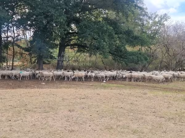 میش, Baerchuke sheep