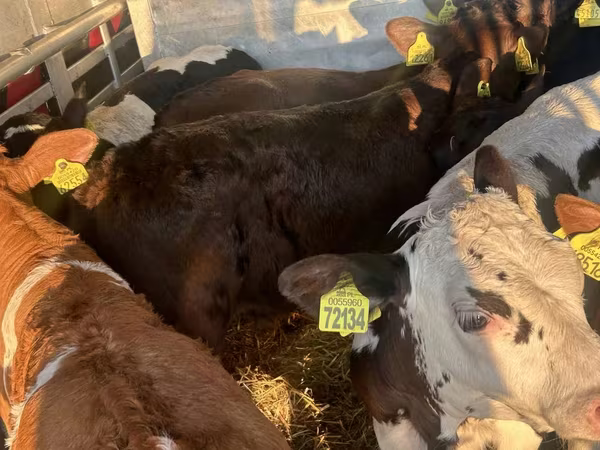 أبقار (دفعة، الجنس غير محدد), Russian Black pied cattle