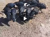 Turkeys — foto 2