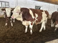 Bulle, Simmental cattle — Foto 2